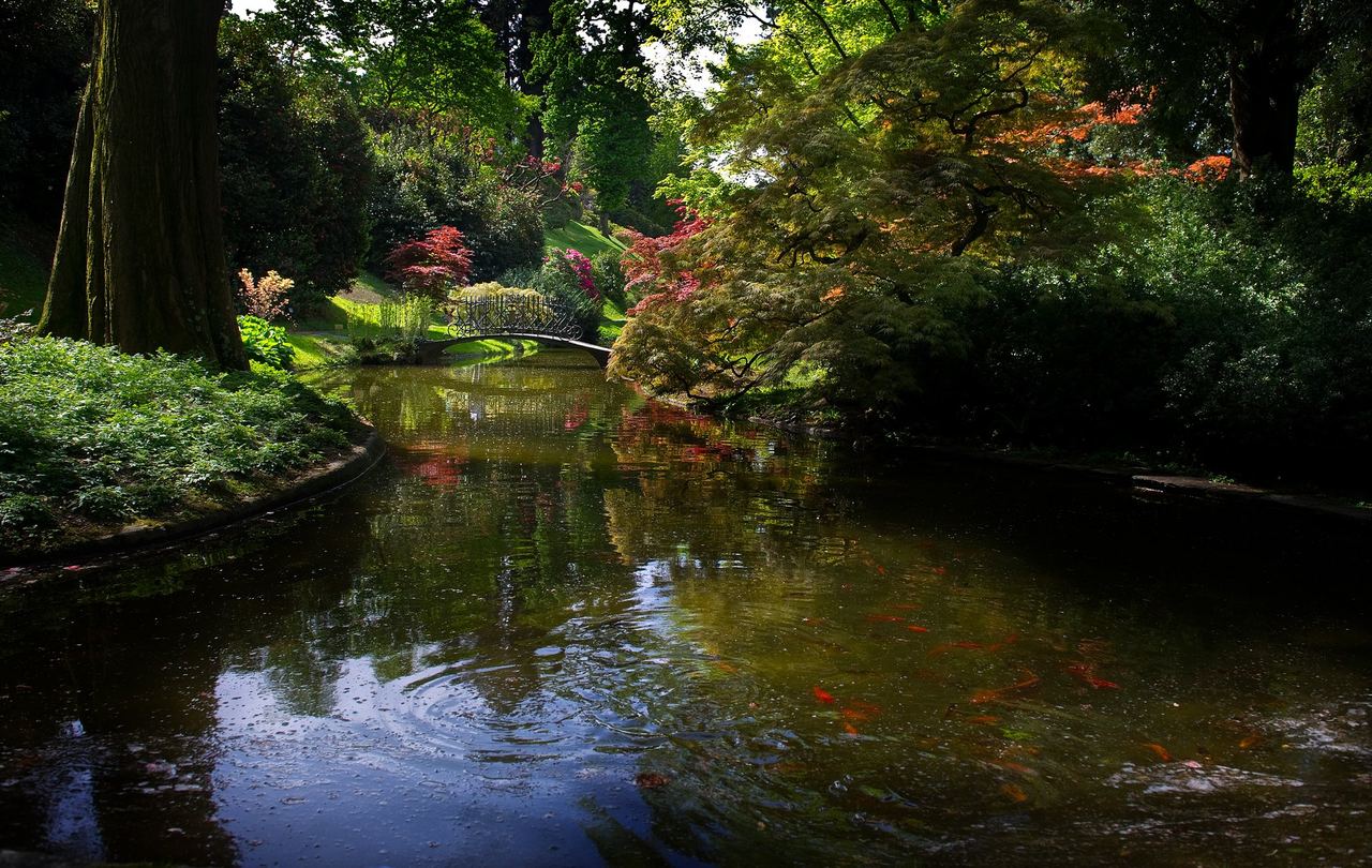 The Japanese pond with maples and a small bridge in the gardens of Villa Melzi